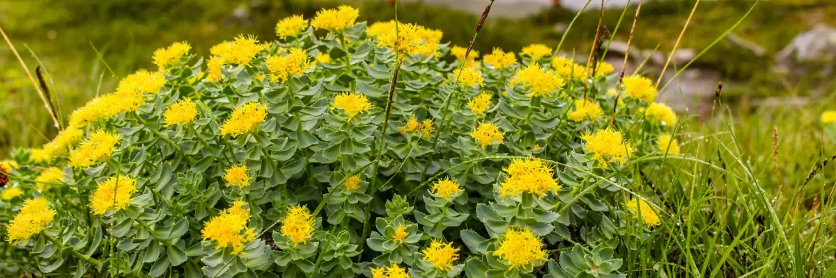 Rhodiola rosea